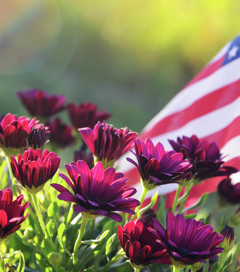 African Daisies And The Flag Photograph