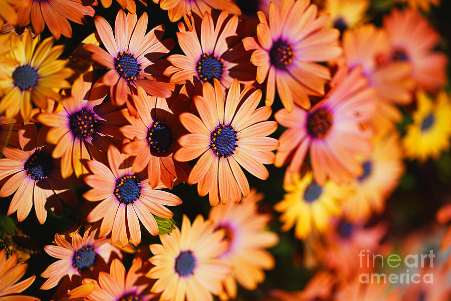 African Daisies Golden Display Photograph by Joy Watson