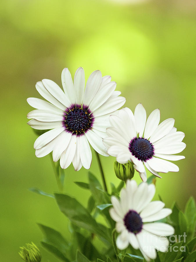 African Daisies In Springtime Photograph by Dorothy Lee