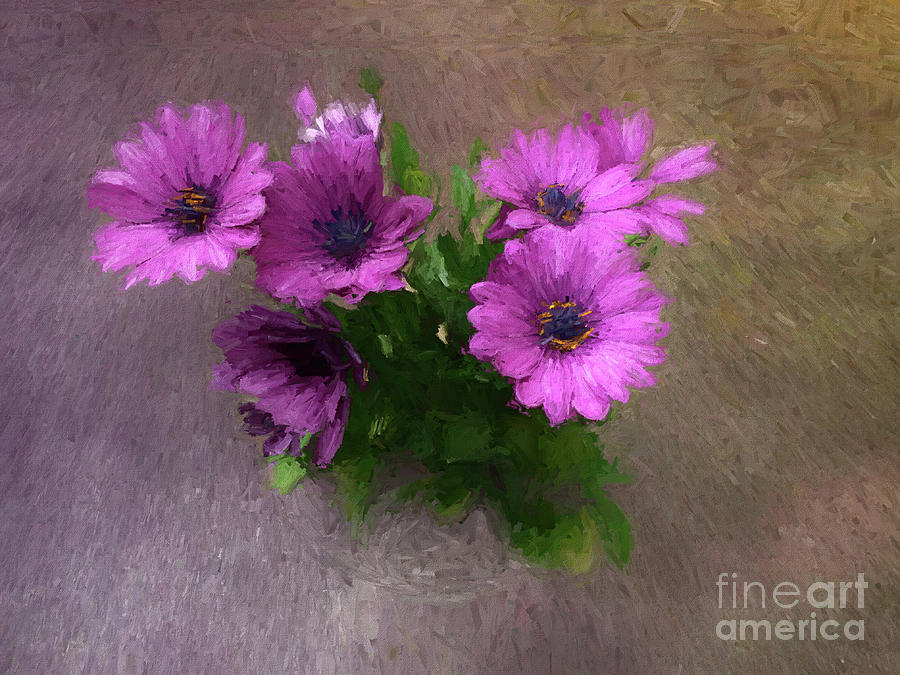 African Daisies - Osteospermum Photograph by Yvonne Johnstone