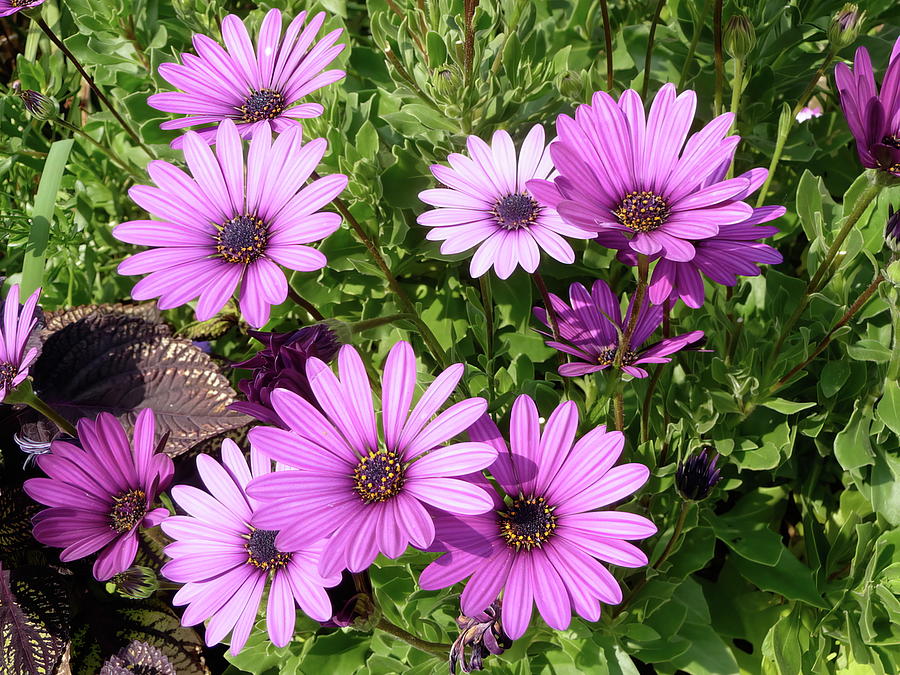 African Daisies Photograph by SM Hall - Fine Art America