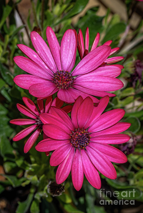Spring Photograph - African Daisy by Adrian Evans