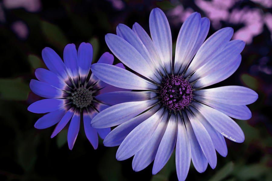 African Daisy Blues Digital Art by Larry Nader