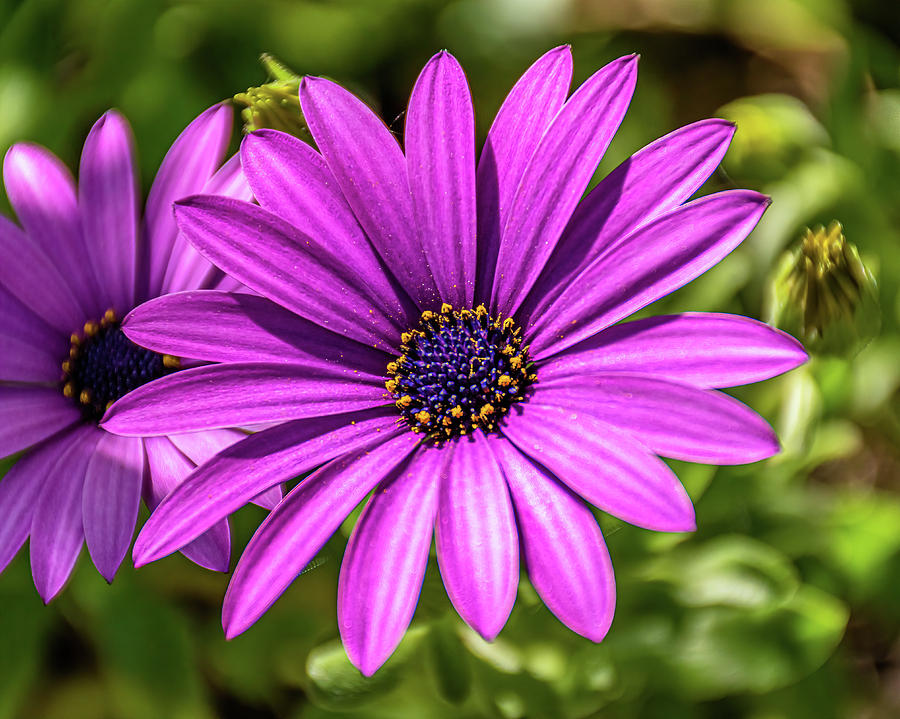 African daisy - Dimorphotheca ecklonis Photograph by Luis GA - Lugamor ...