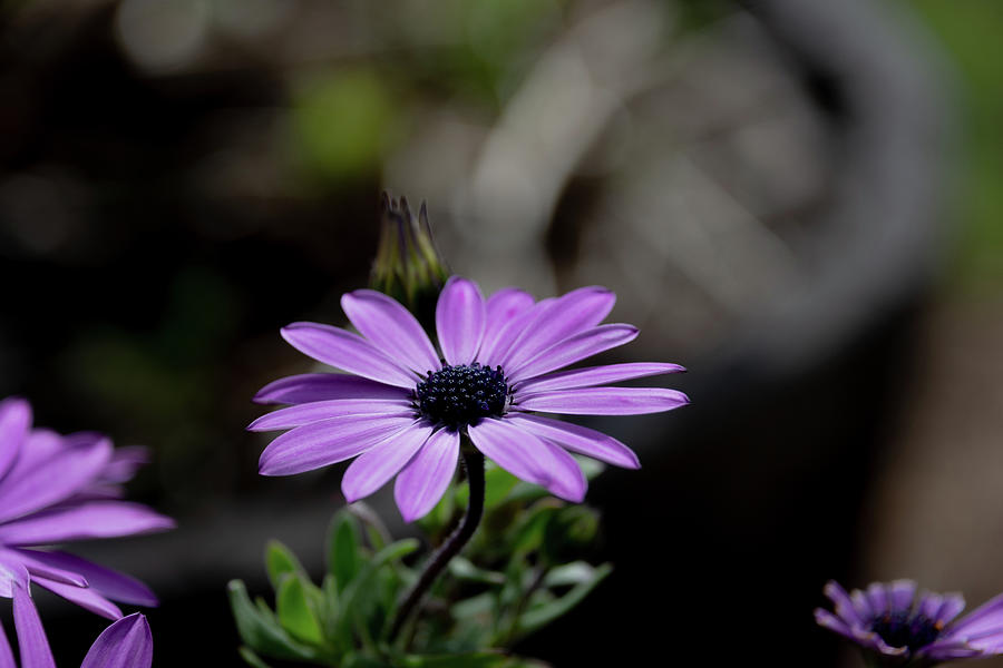 African daisy flower with blurred background Photograph by Scott Lyons