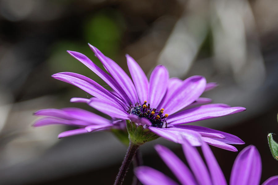 African daisy flower with opening stigma Photograph by Scott Lyons