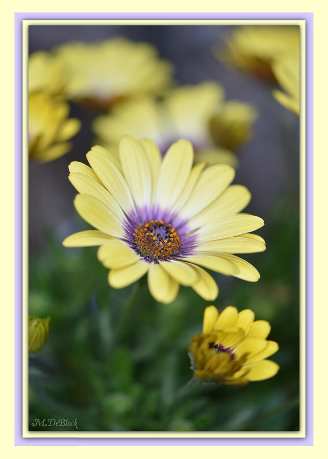 African Daisy Greeting Card Photograph by Marilyn DeBlock - Fine Art ...