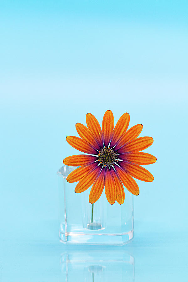 African Daisy in a Bottle Photograph by Vanessa Thomas
