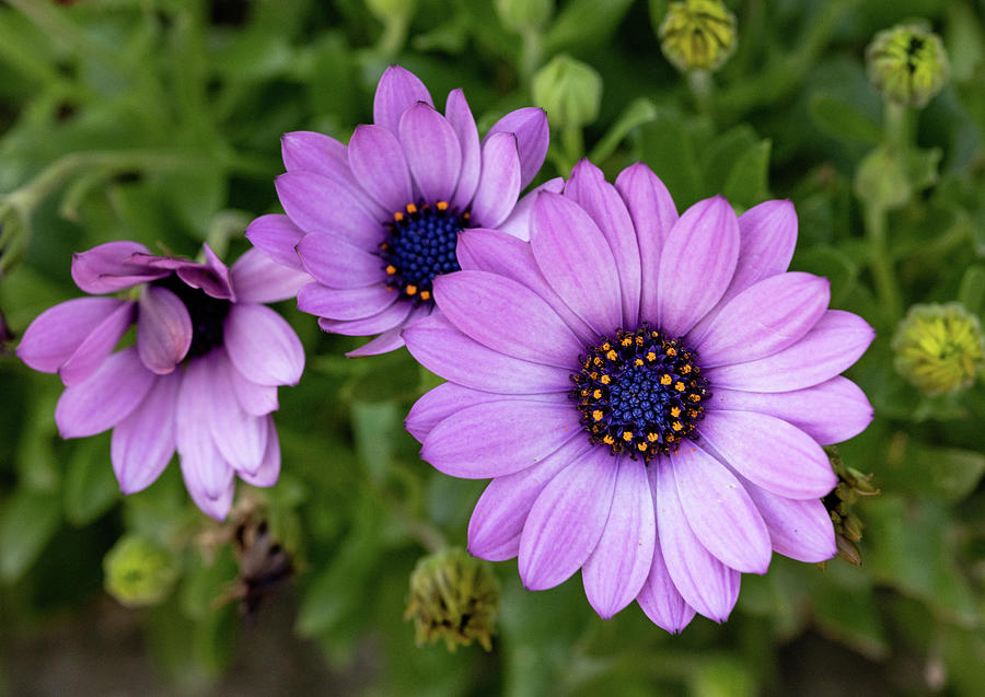 African Daisy Photograph by J Scott Fulton | Fine Art America