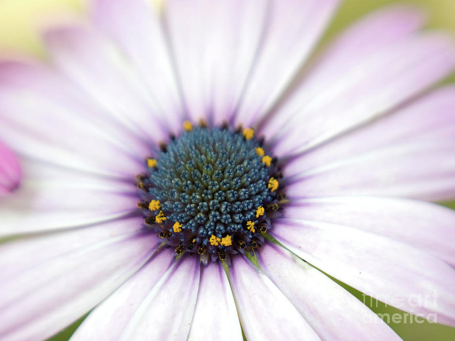 African Daisy Macro Photograph by Dorothy Lee