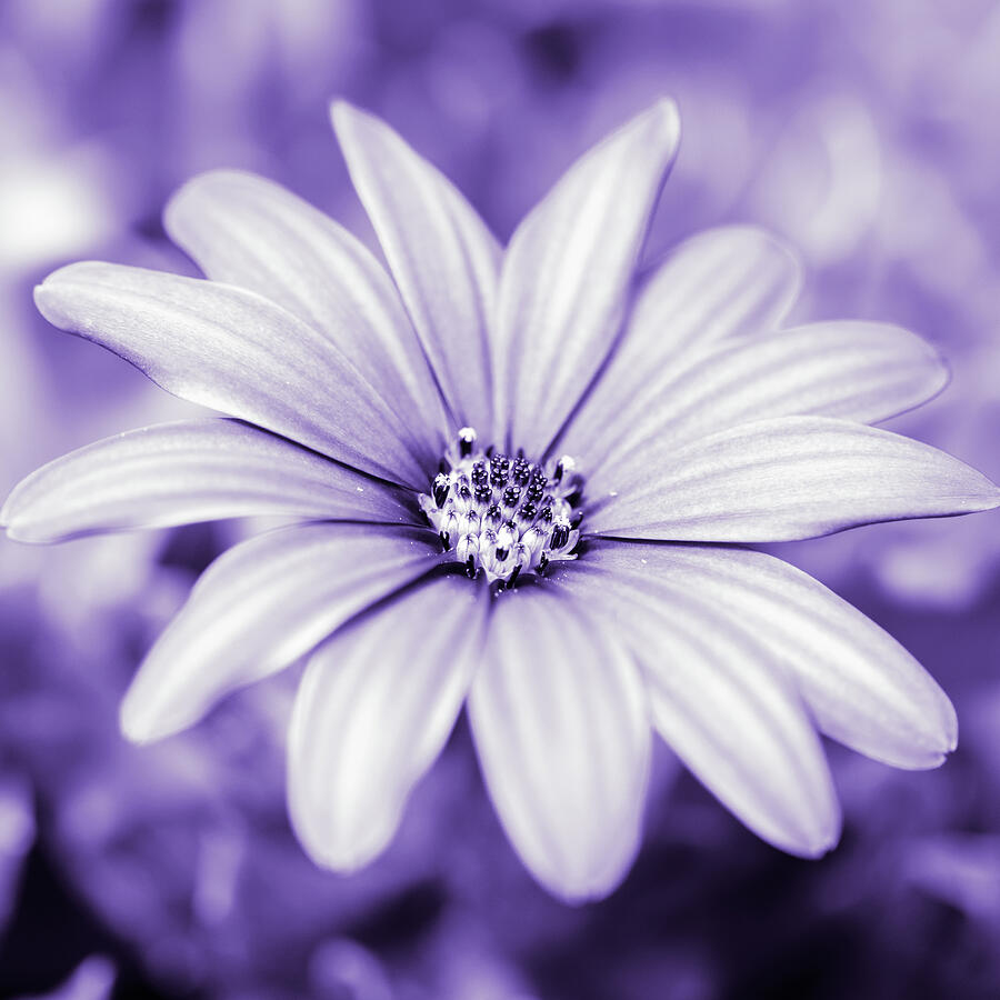 African Daisy Monochrome Purple Photograph by Tanya C Smith