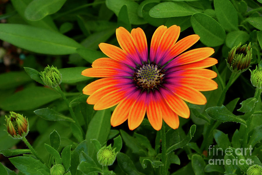 African Daisy Photograph by Sean Griffin