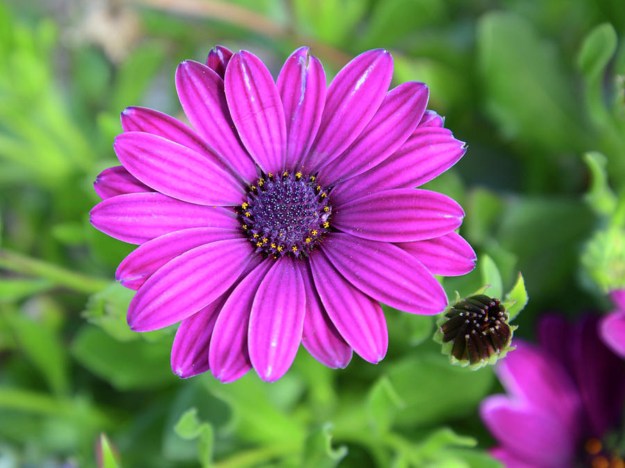 African Daisy Photograph by Whispering Peaks Photography