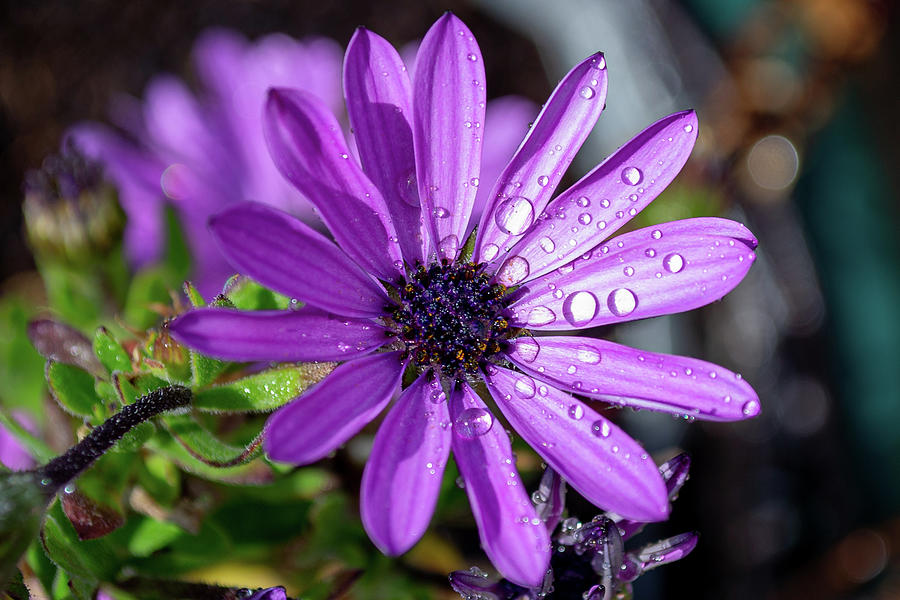 African Daisy with water droplets Photograph by Scott Lyons