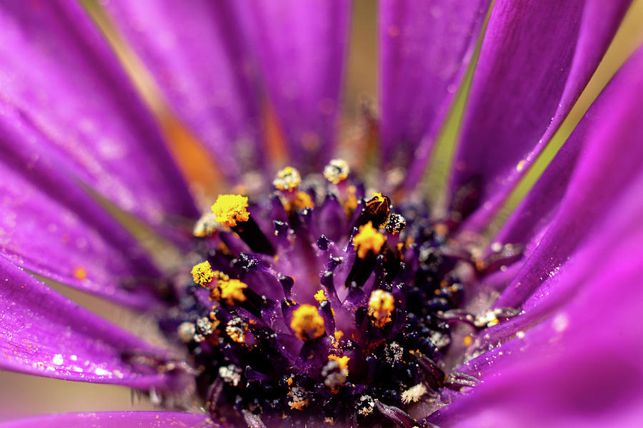 African Daisy with yellow pollen Photograph by Scott Lyons