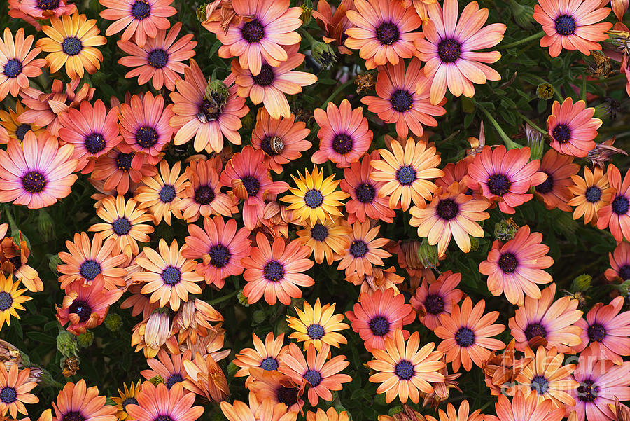 African Daisy Zion Red Display Photograph by Joy Watson