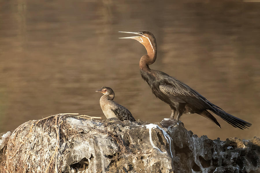 African Darter and Chick, No. 2 by Belinda Greb African Darter and Chick, No. 2 by Belinda Greb