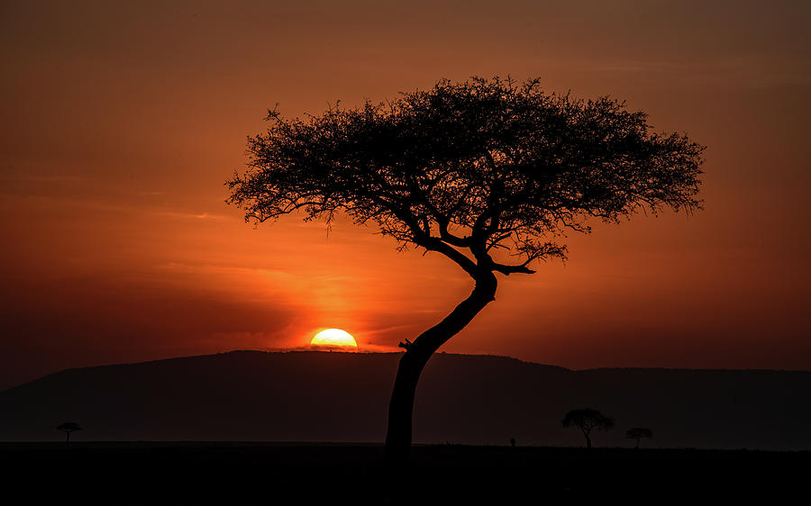 African Dawn Photograph by Marcy Wielfaert - Fine Art America