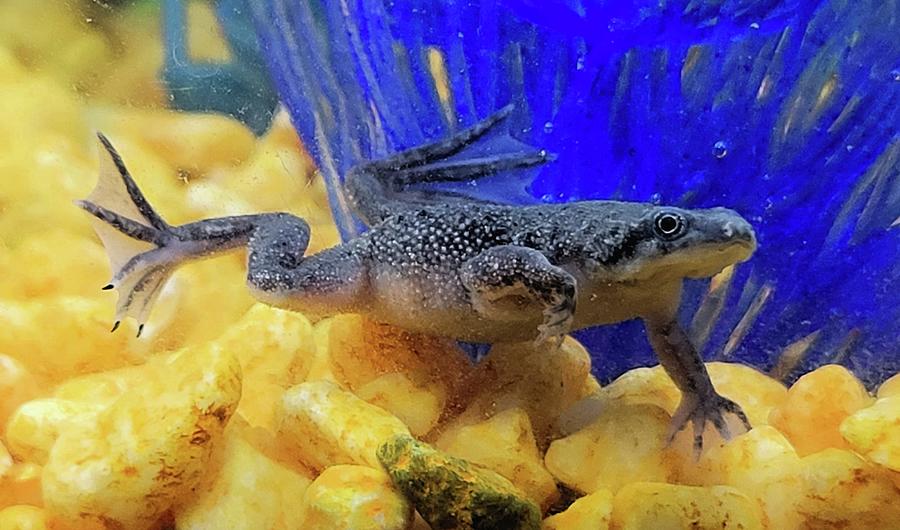African Dwarf Frog Photograph by Ally White