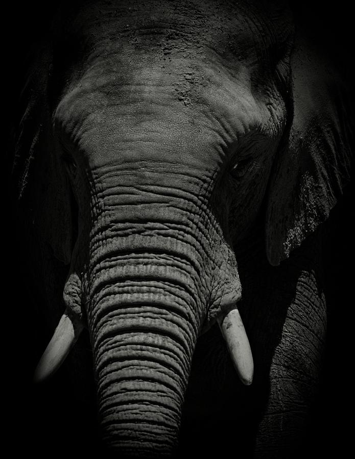 Black And White Photograph - African Elephant #1 by Matthew Adelman
