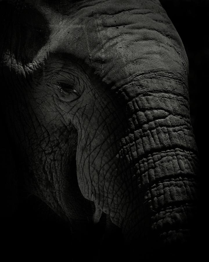 Black And White Photograph - African Elephant #2 by Matthew Adelman