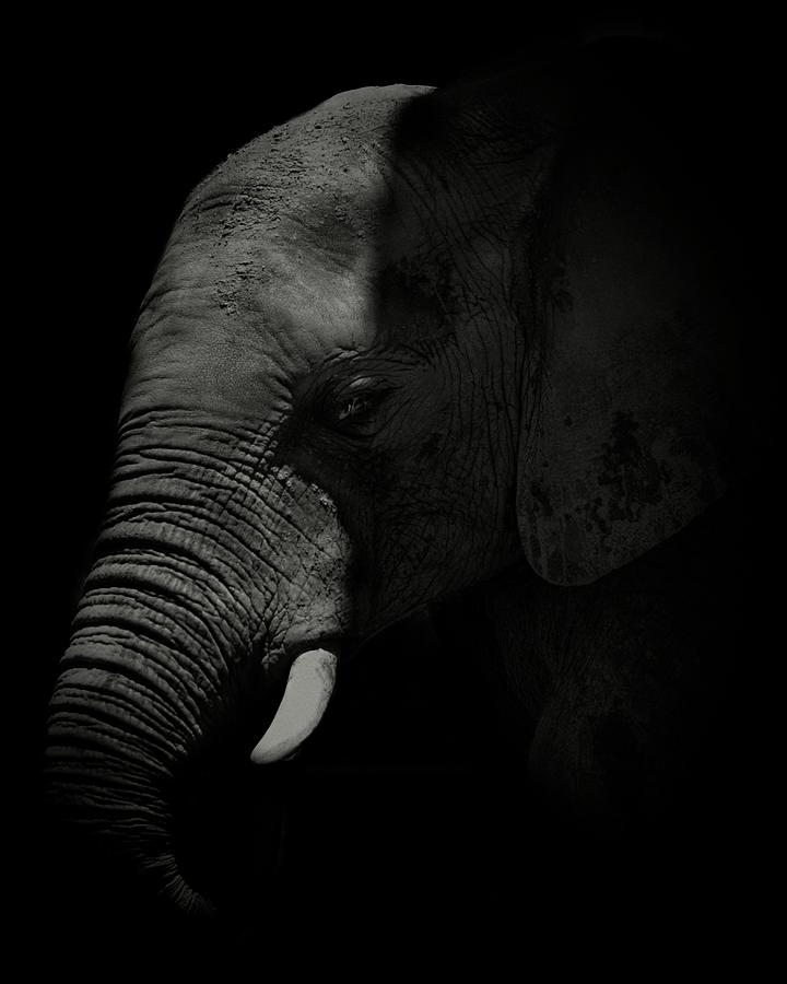 Black And White Photograph - African Elephant #3 by Matthew Adelman