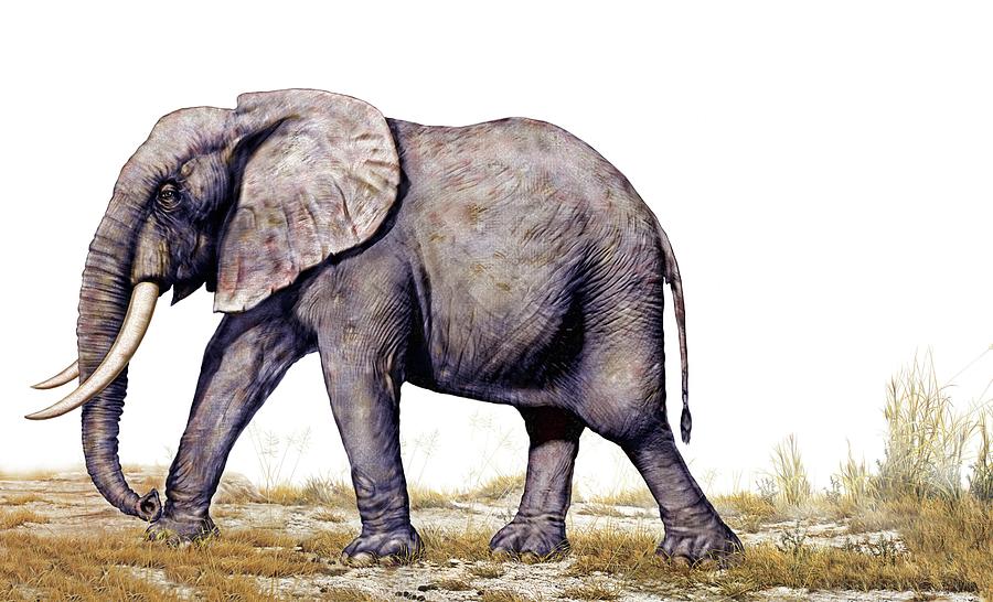 African elephant. Digital Art by Album