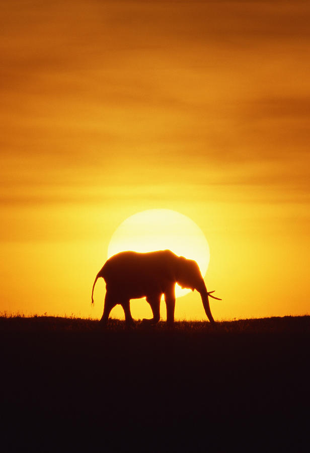 African elephant at sunset , Kenya , Africa Photograph by Comstock Images
