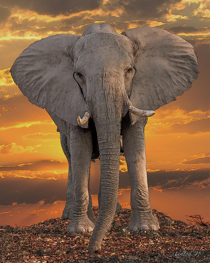 AFRICAN ELEPHANT AT SUNSET cps Digital Art by Larry Linton