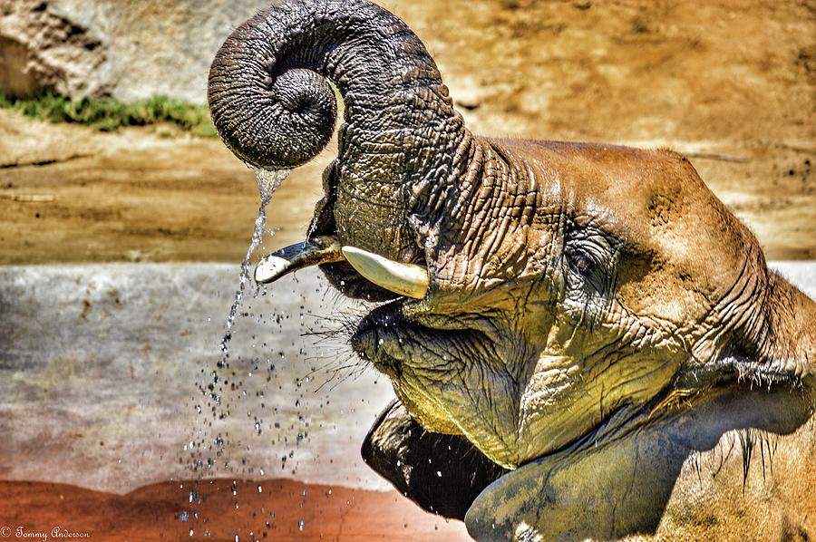 African Elephant Bathing  Photograph by Tommy Anderson