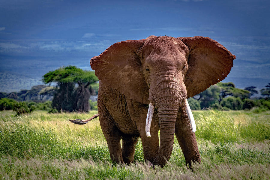 Wildlife Photograph - African Elephant Bull - Amboseli  by Eric Albright