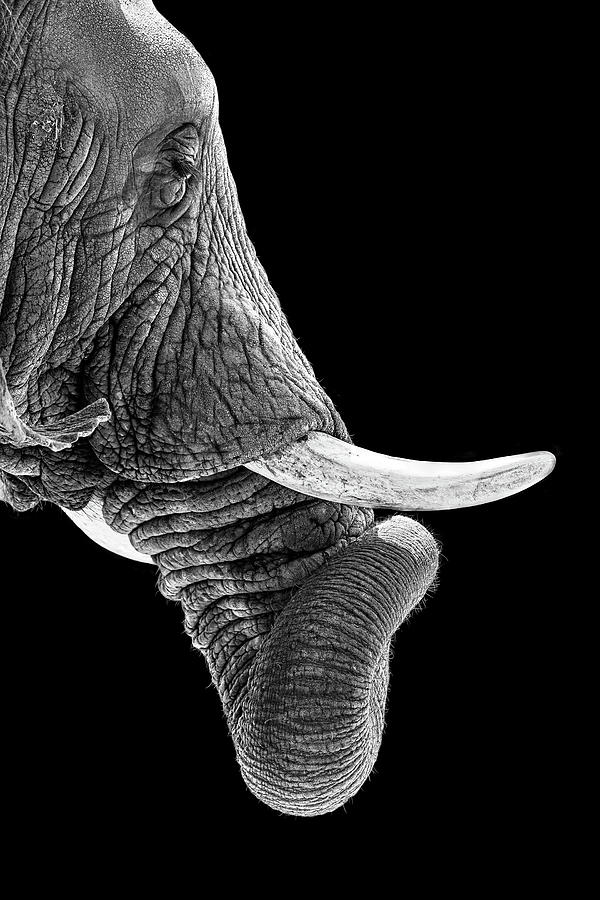 Wildlife Photograph - African Elephant Curling Trunk in Black and White by Good Focused