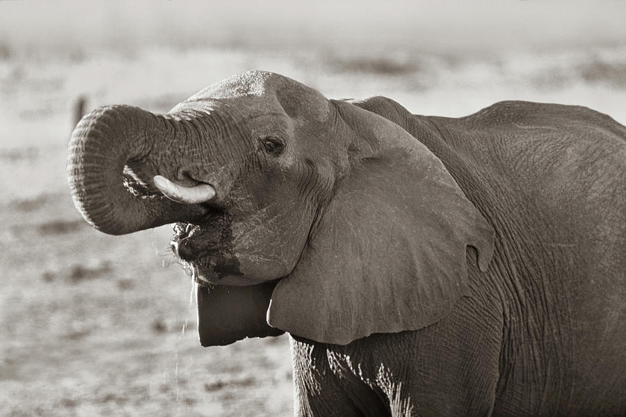 Wildlife Photograph - African elephant drinking, Zimbabwe, sepia by Tim Fitzharris