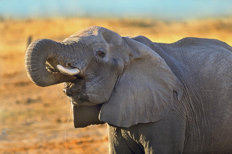 Wildlife Photograph - African elephant drinking, Zimbabwe by Tim Fitzharris