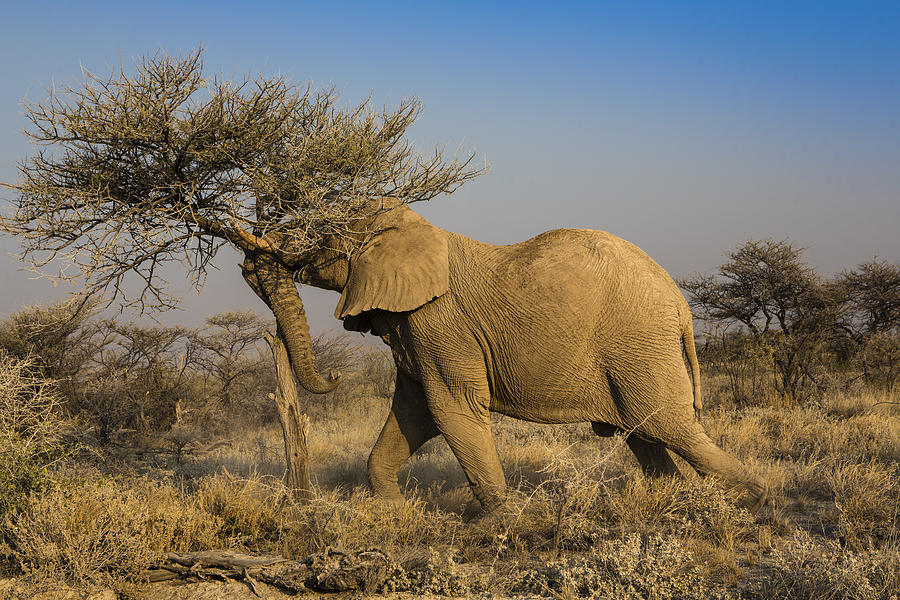 African elephant eating Photograph by Manuel ROMARIS