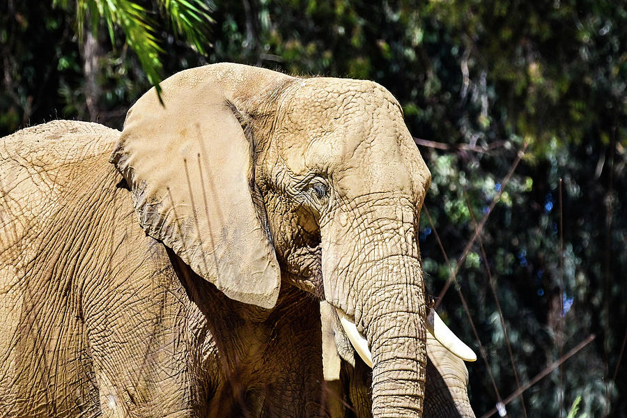 African Elephant Photograph by Ed Stokes