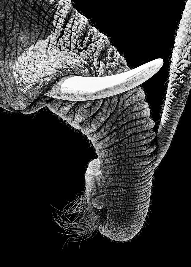 Wildlife Photograph - African Elephant Family Bonding by Good Focused