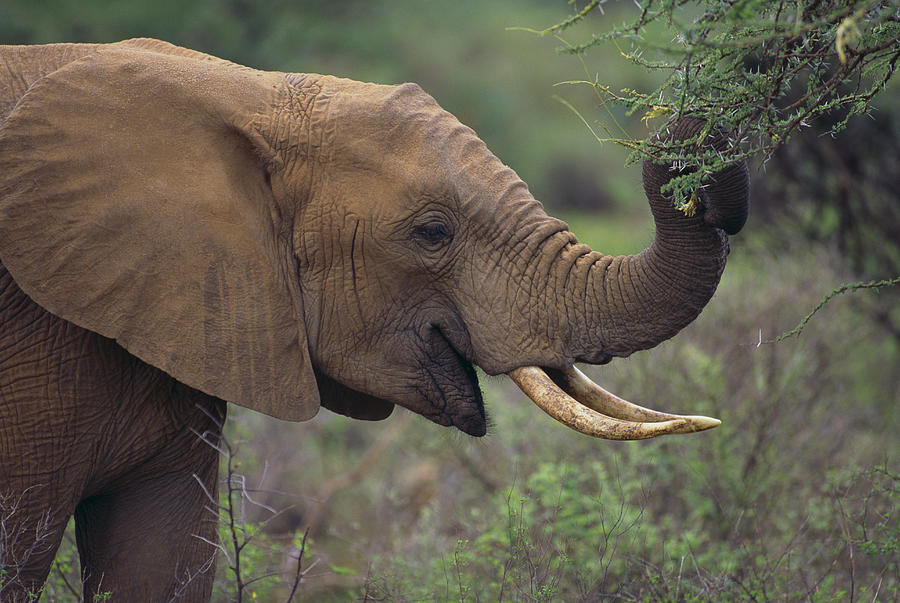 African Elephant Grazing on Tree Photograph by Fuse