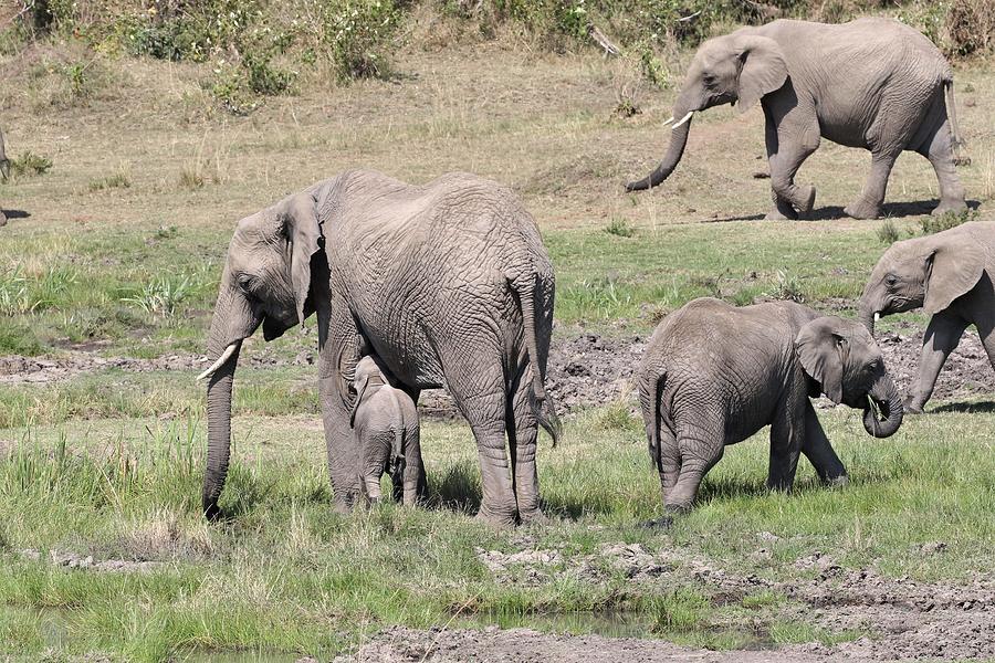 African Elephant Herd Photograph by Debbie Blackman - Fine Art America