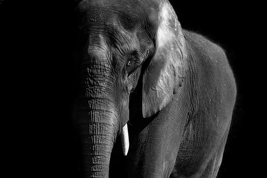 African Elephant in Black and White Photograph by Carolyn Hutchins