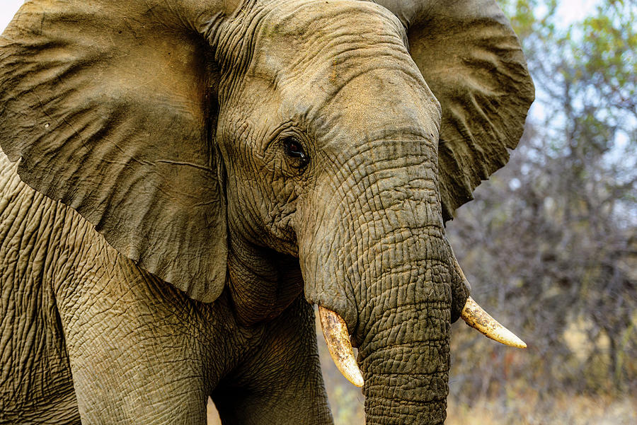 Nature Photograph - African Elephant by Jan Fijolek