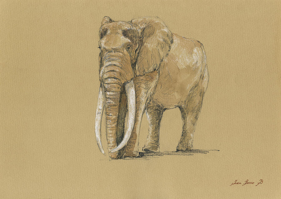 African Elephant Painting by Juan Bosco - Fine Art America