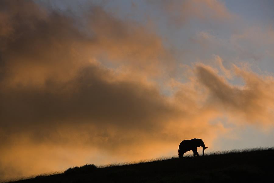 African elephant (Loxodonta africana) standing on ridge at sunset Photograph by Paul Souders