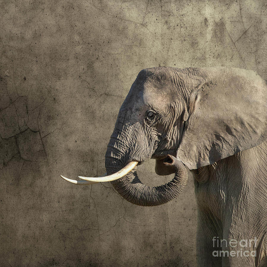 African elephant, monochrome side view against textured backgrou Photograph by Jane Rix