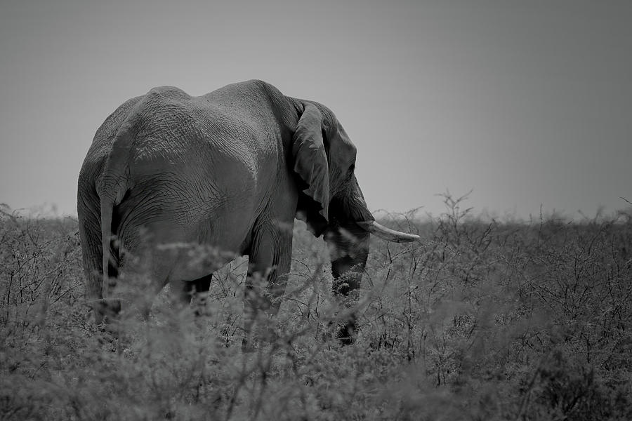 African Elephant Namibia BW Photograph by Ernest Echols