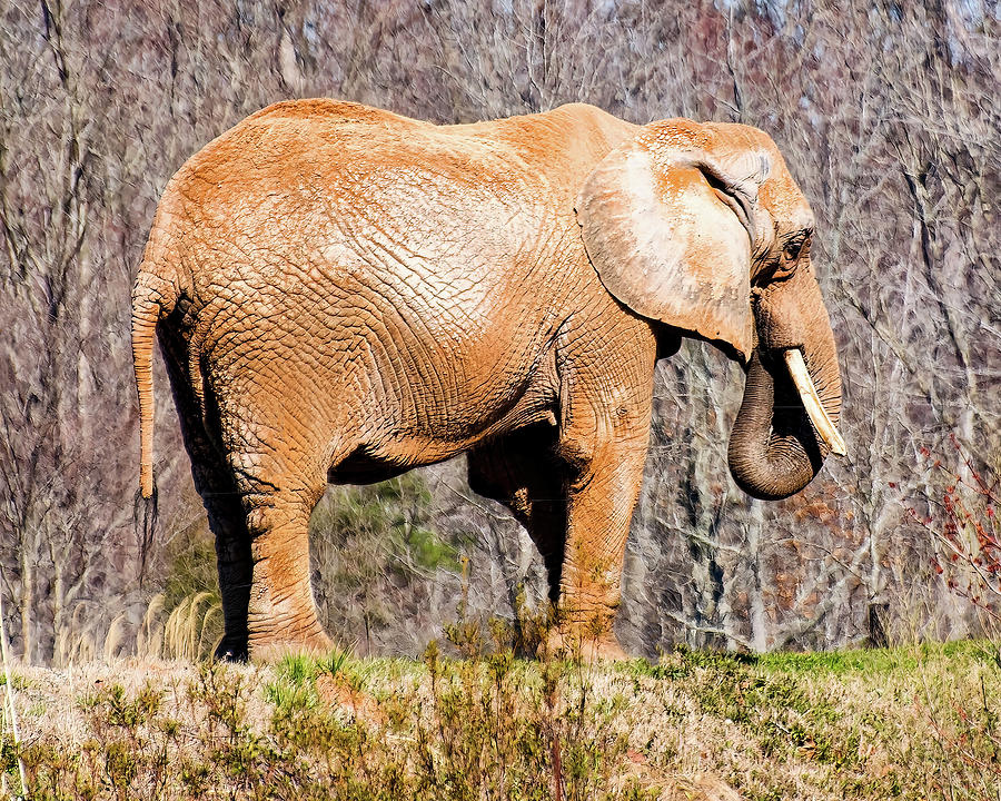African Elephant on a hill Digital Art by Flees Photos