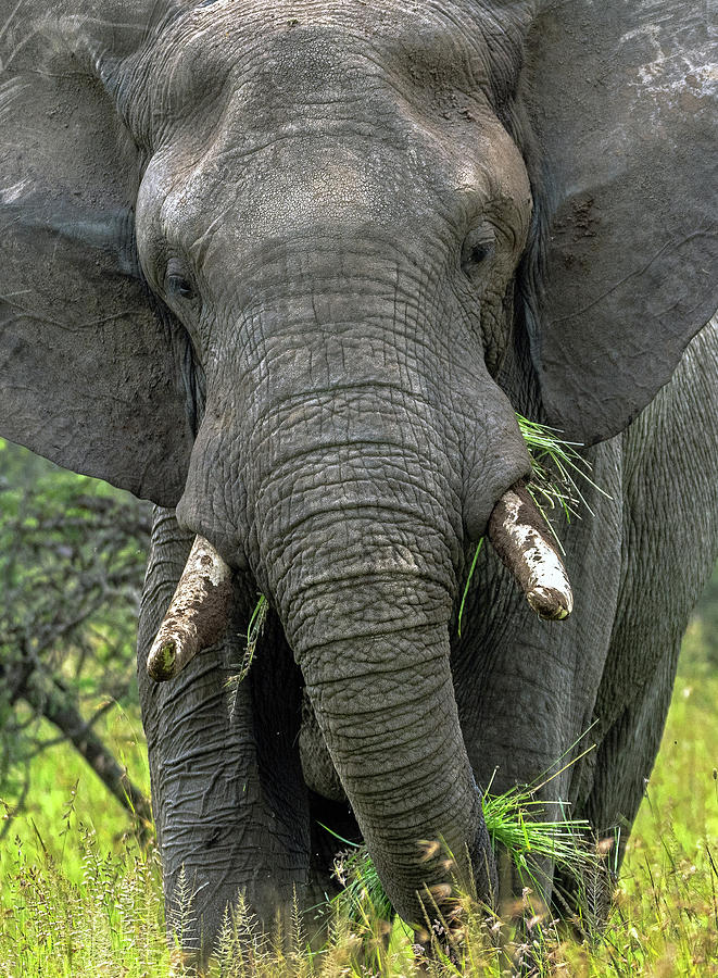 African Elephant Portrait Photograph by Eric Albright - Fine Art America