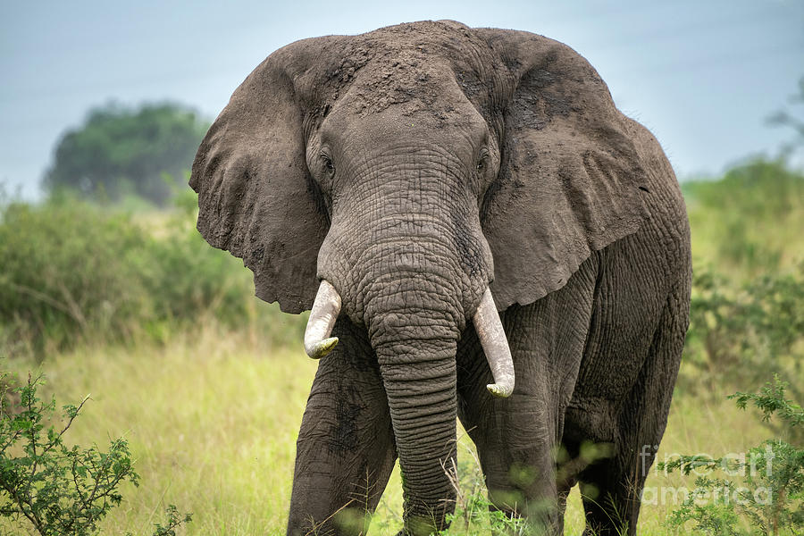 African Elephant Portrait Photograph by Jamie Pham - Fine Art America