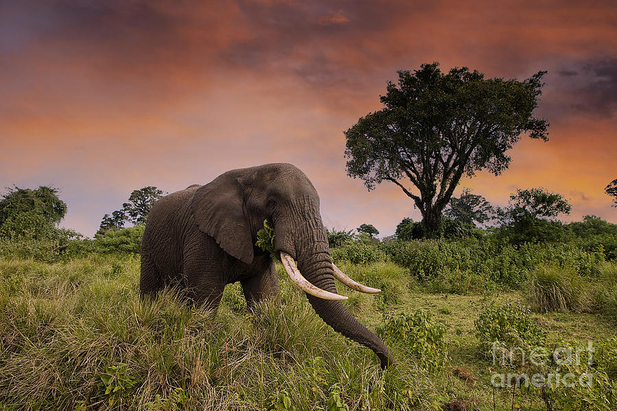 African Elephant roaming at sunrise - Wildlife photo Photograph by ...