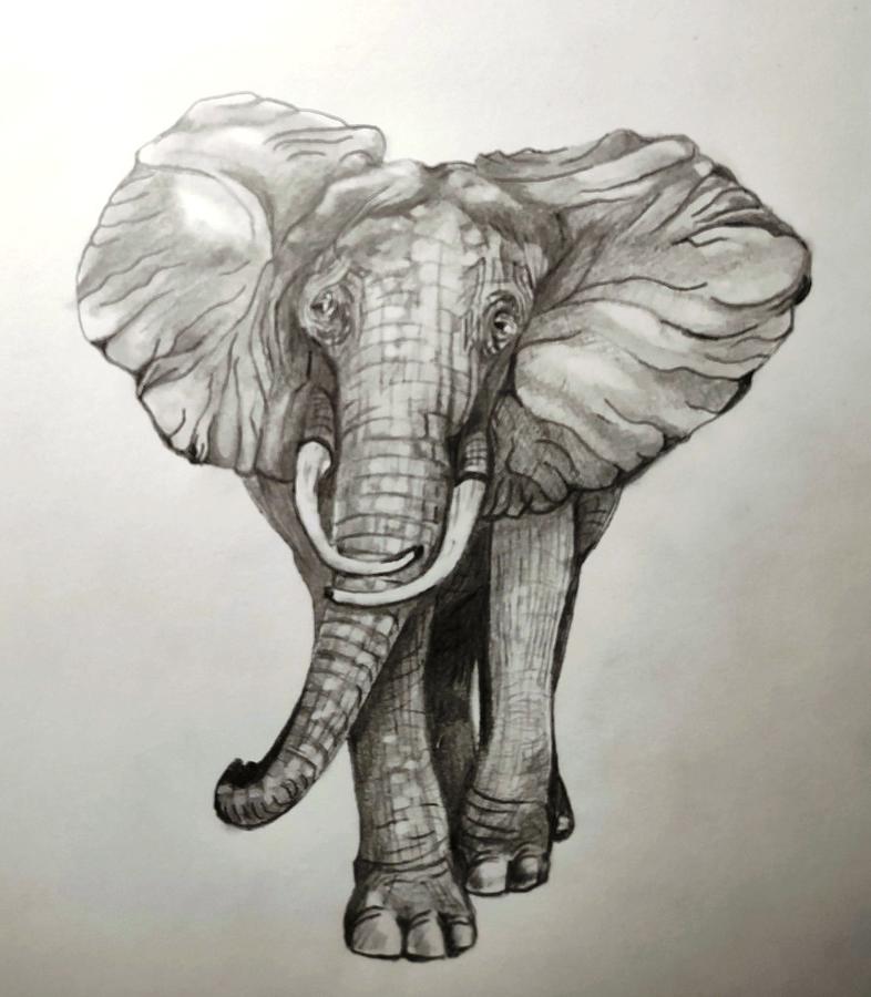 African Elephant Drawing by Ronald Lunn - Fine Art America